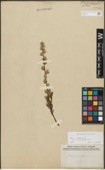 Foto von Salix repens subsp. incubacea (L.) A. Neumann